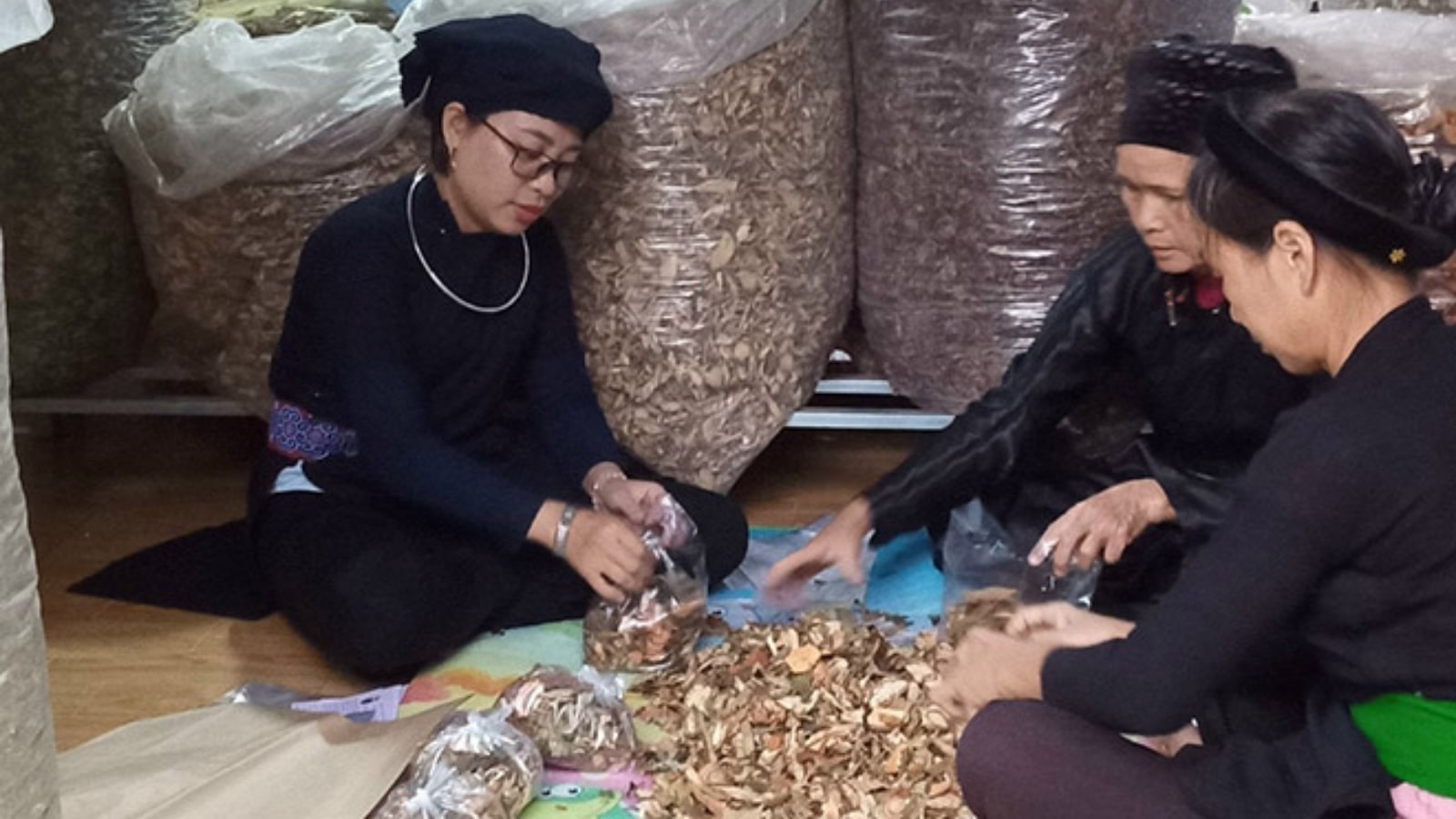 lương y nguyễn thị thái pháp luật và cuộc sống